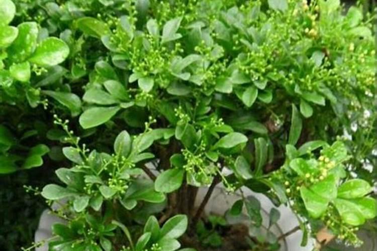 硼肥的作用与功效