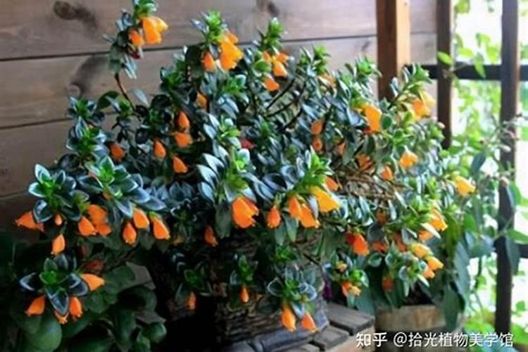 南瓜什么时候追肥合适