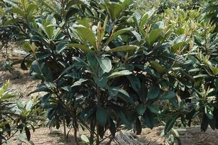 1至2年柑橘树用什么肥料