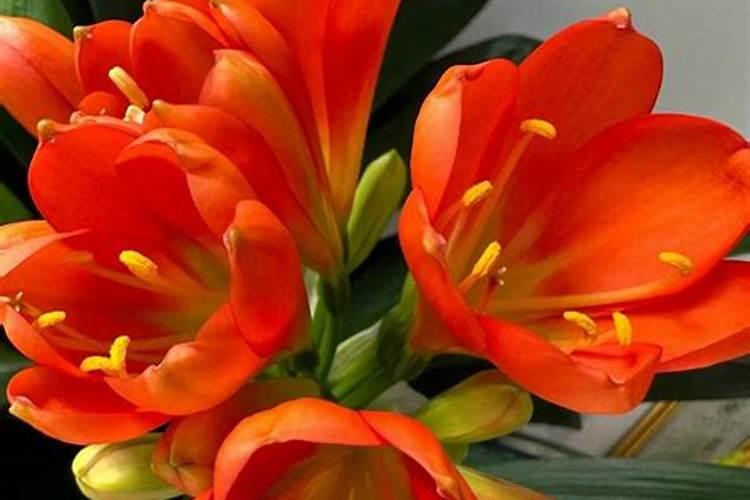 如何给姜荷花施肥与浇水？