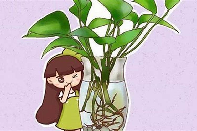 水培绿萝的养殖方法以及养护管理