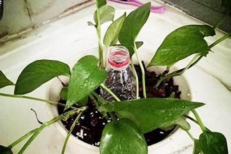 水培绿萝用什么肥料最好