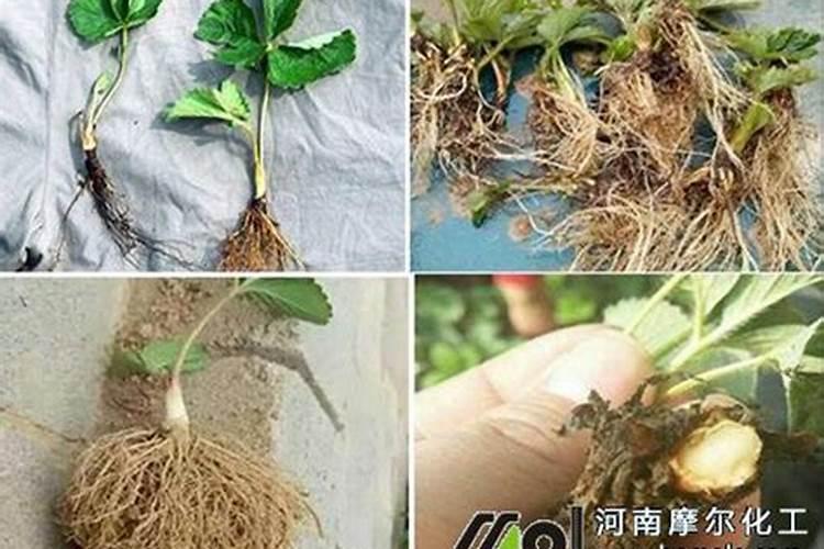钙镁叶面肥可与芸苔素混用吗？