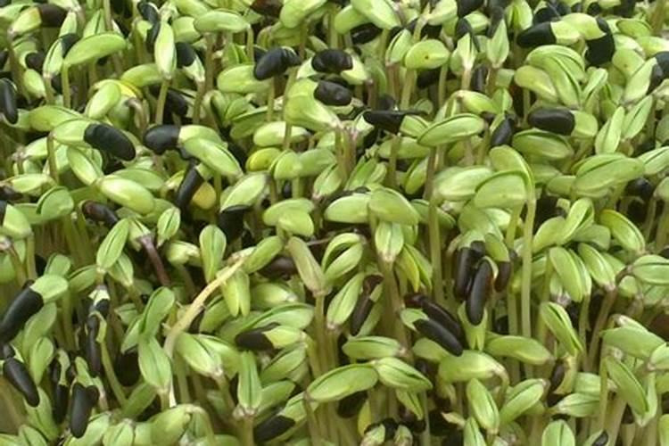 黑豆什么时候种植最好