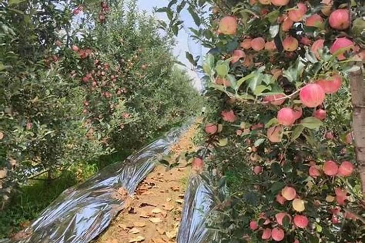 叶面肥加什么浇花最好用