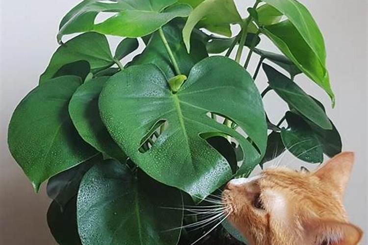 七月份种豆角晚不晚