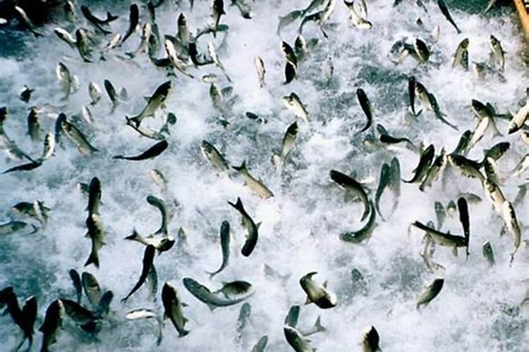 荷花施肥对鱼的影响:真相揭秘