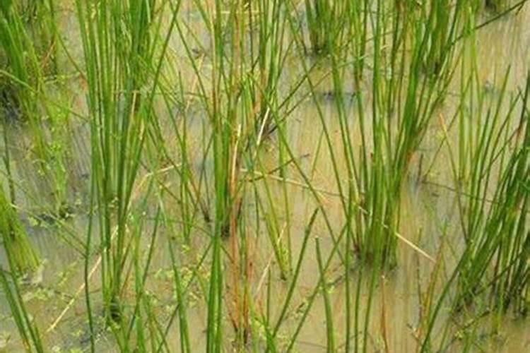 花生要施几次肥料