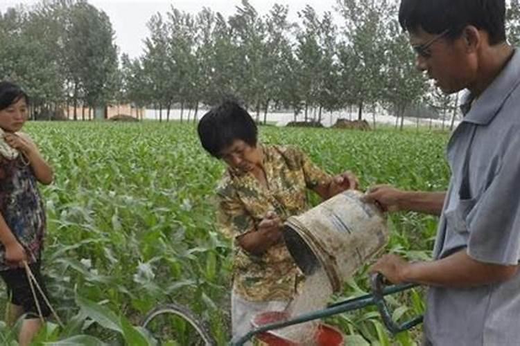花生追肥尿素用多少合适