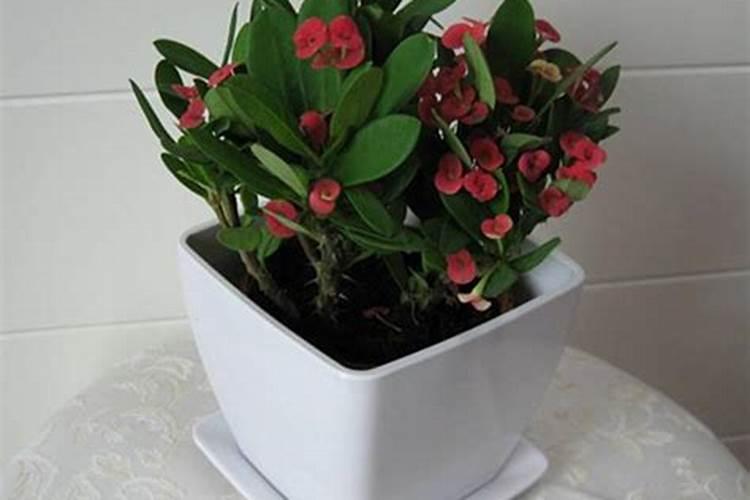 有哪些比较好的花肥品牌？