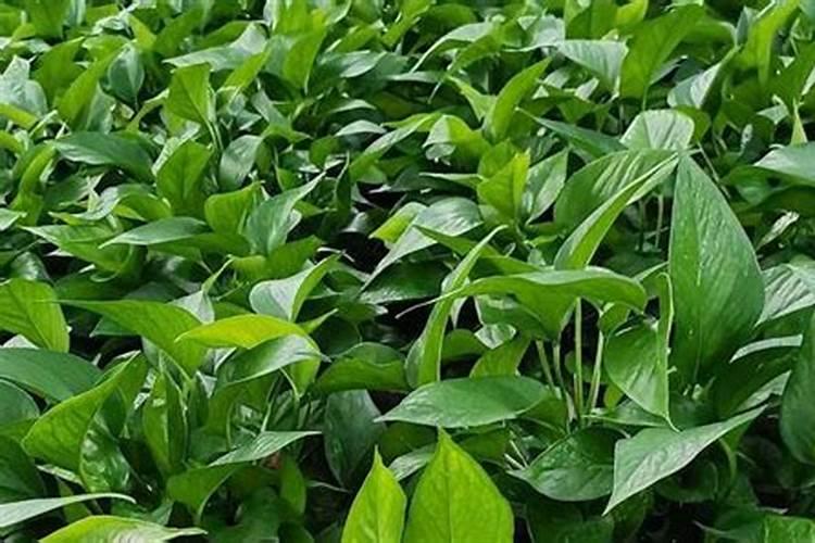 求问绿萝施肥方法是什么？能不能具体说一下。