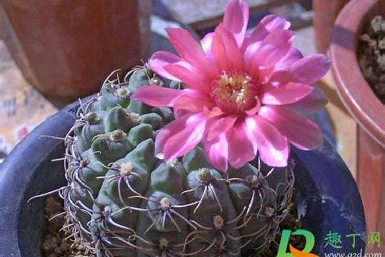 开花的时候怎么施肥浇水 蟹爪兰有花苞了还能施肥吗