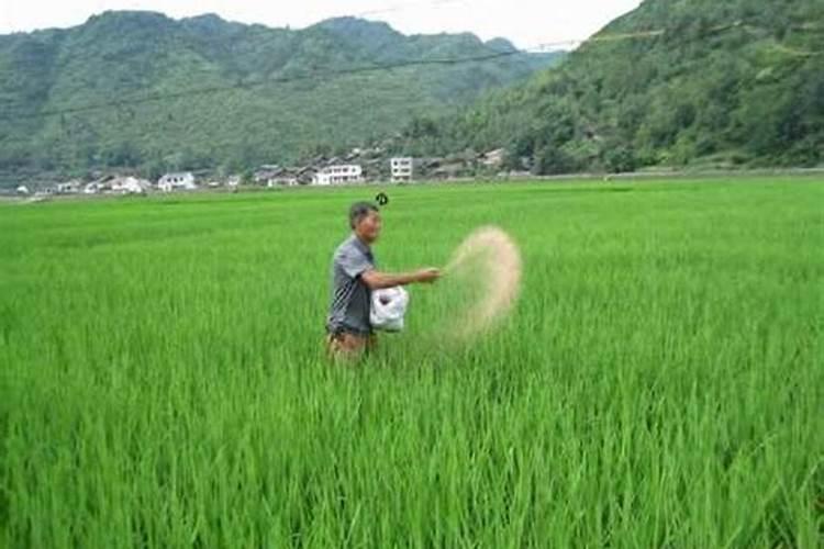 大白菜施肥用什么肥好