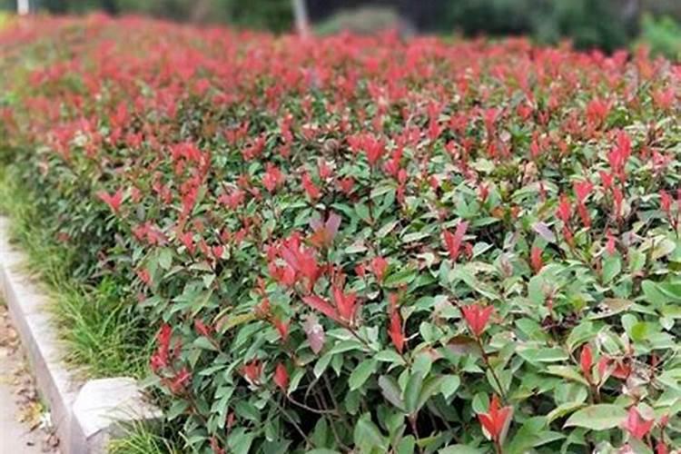 种大白菜用什么样的肥料好？为什么？