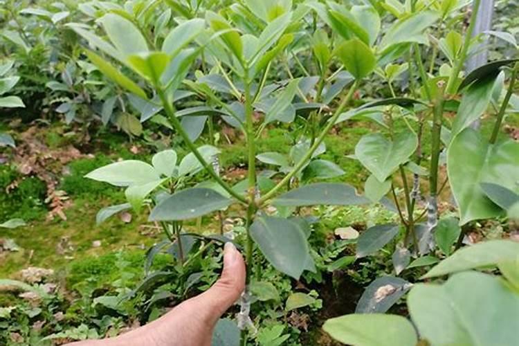 八角施什么肥最好