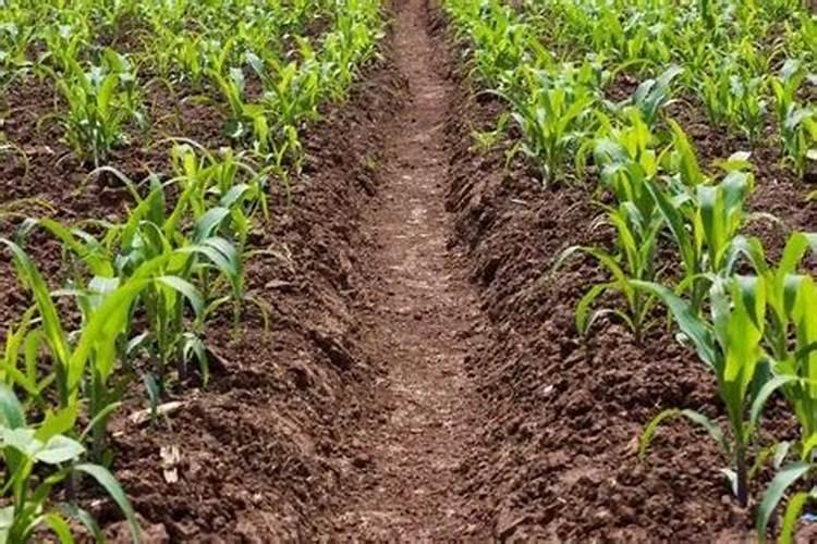 秋天家里这些植物容易感染白粉病,注意提前防治一下