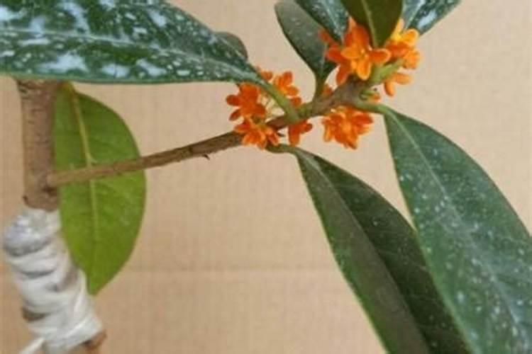 桂花树不开花怎么回事？桂花树不开花怎么办(图)