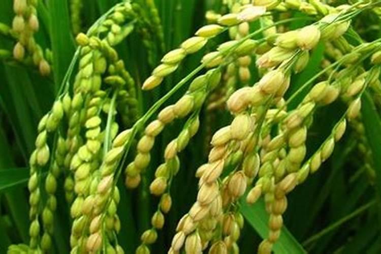 氮肥过多对水稻有什么危害 后期施的氮肥过多怎么处理