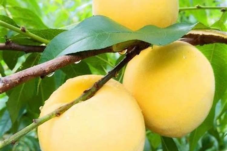 安徽有哪些化肥厂