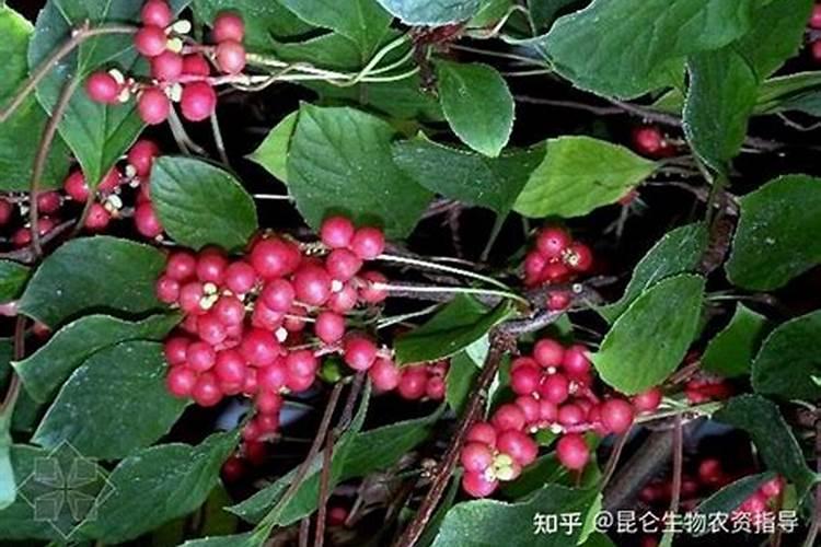 种植五味子使用除草剂会发生什么要害？该如何预防？