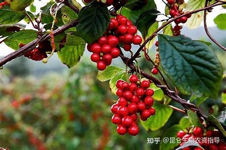 第一年五味子秋季施肥,尿素和叶面肥可以一起施吗