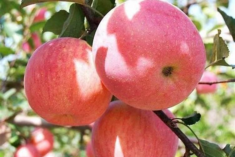 秋季怎样给红富士苹果树合理追肥？