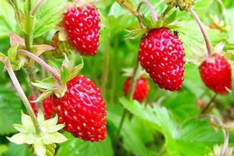 重庆乌江实业集团硅业有限公司怎么样？