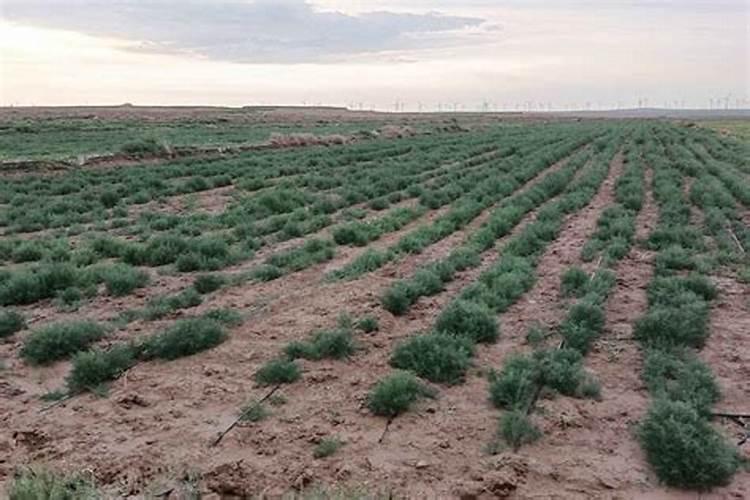 盐碱地水稻怎样施用磷钾肥？