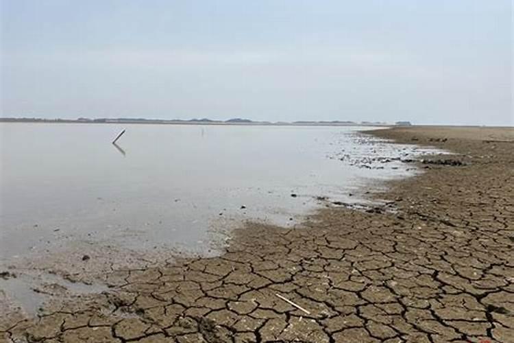 水稻红叶病怎么治