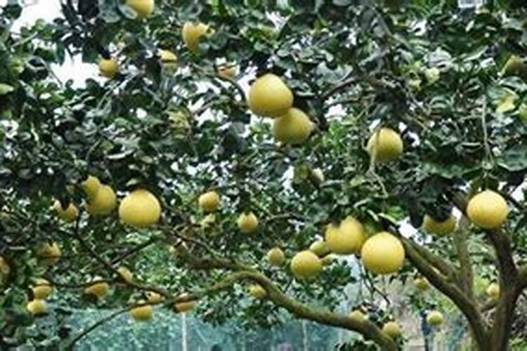 葡萄缺钙有什么危害 葡萄种植怎么补钙