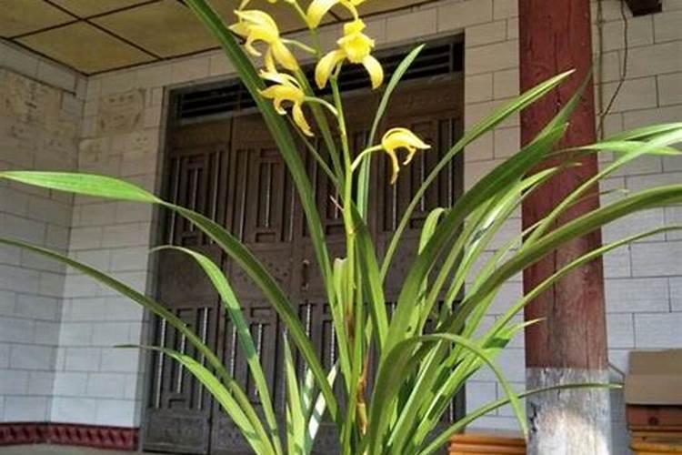 兰花什么时候施肥最好,兰花施肥用什么肥最好(氮磷钾肥)