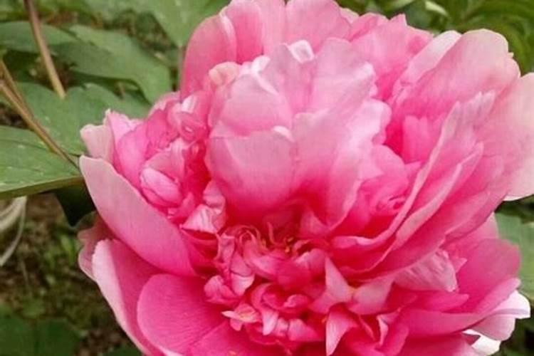 牡丹花蕾期施什么肥好