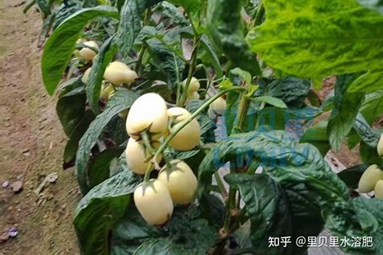 红叶李叶子焦边是什么原因？