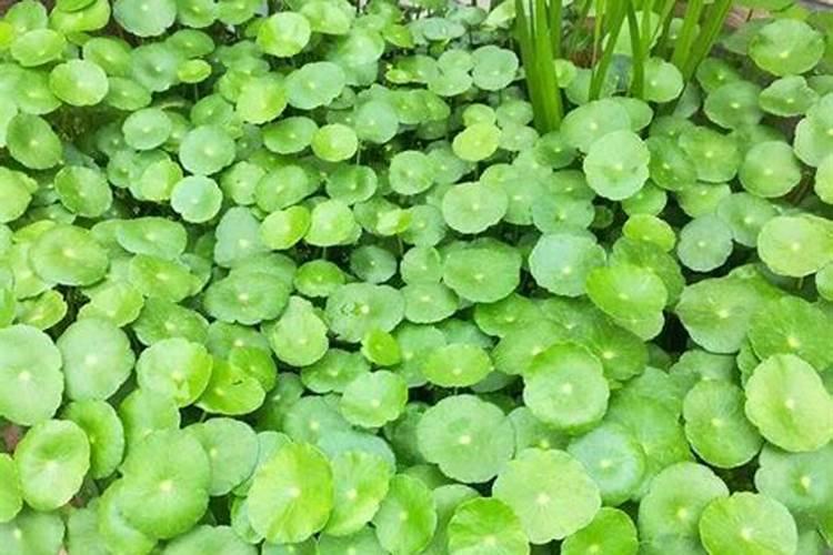 铜钱草喜欢什么肥料最好