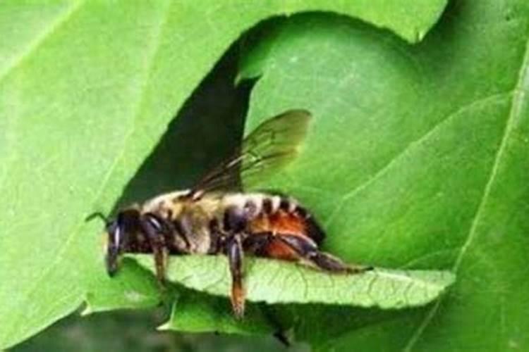 罗布泊钾盐产量排名