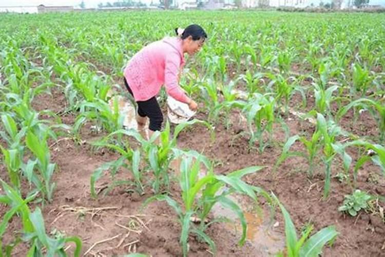 豆角结荚期怎样施肥