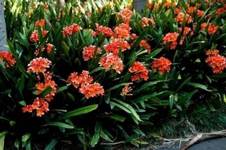 适合盆栽的果树有哪些