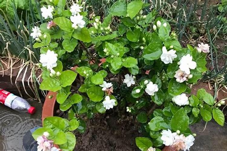 银杏的施肥方法