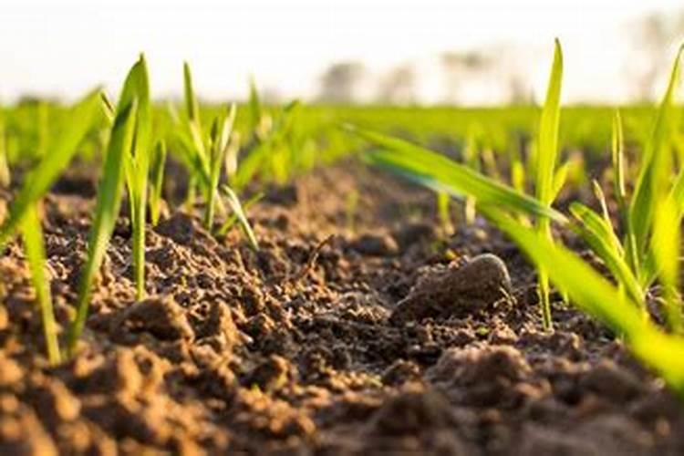 含腐殖酸的肥料有什么作用？