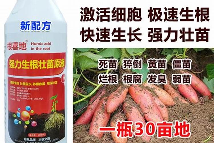 梨树从什么时候开始打叶面肥好