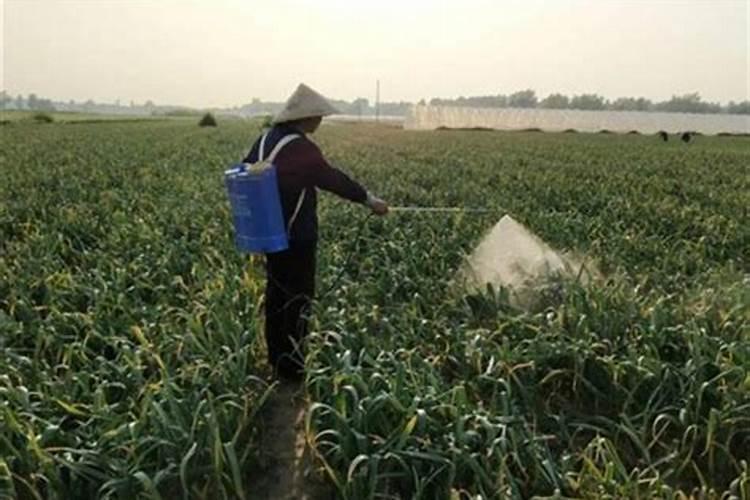 花卉叶面肥多久喷一次比较好 叶面肥打多了有害吗