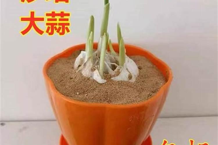 雀梅生桩如何种,要缠膜吗？那位大神知道啥种介绍一下,谢谢