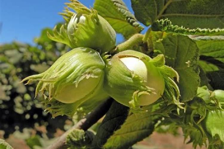 草木灰和铵态氮肥不能混用的原因