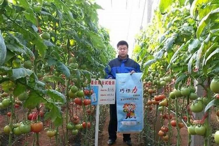 盆栽白兰花未出暖房,大部分叶子发黄,能否喷施矾肥水