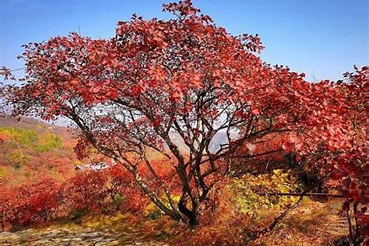 红糖做叶面肥的配方