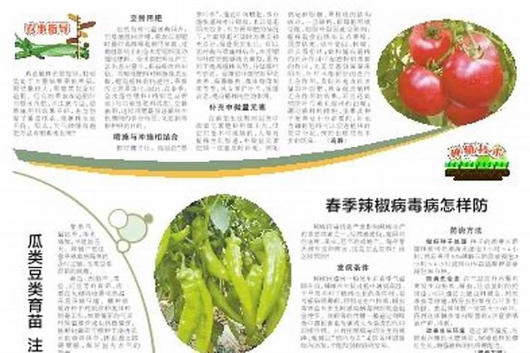 为什么铵态氮肥不能与草木灰混合使用