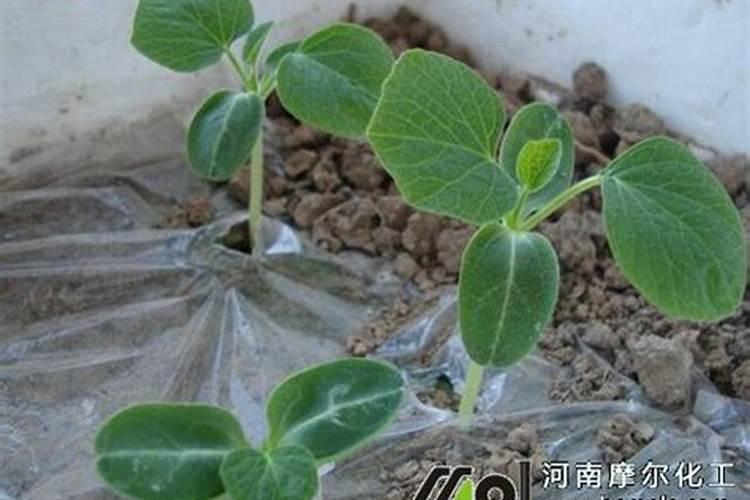 葫芦坐果期如何施肥