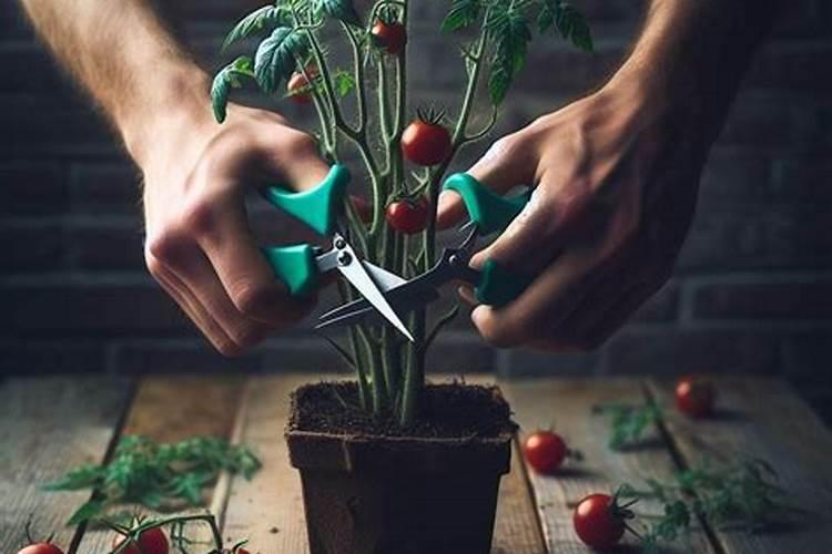 玉露为什么要闷养