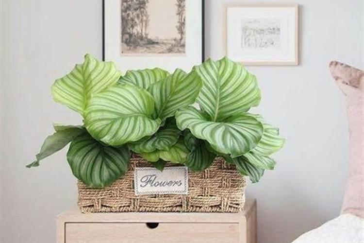 青苹果竹芋的养殖方法是什么