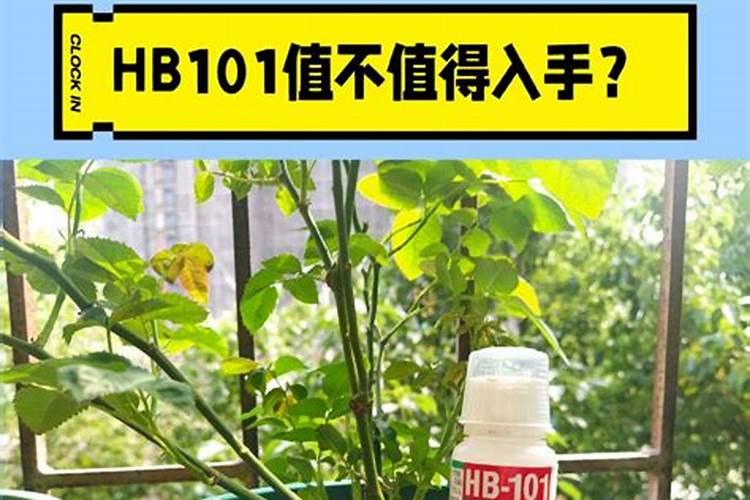 尿素可以浇月季花吗